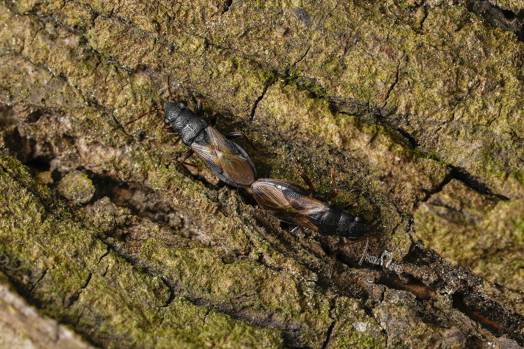 Sadoletus