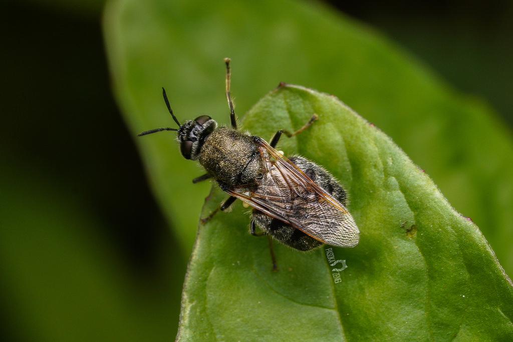 Odontomyia from 中国江苏省南京市鼓楼区 on April 13, 2024 at 0427 PM by 帕索卡