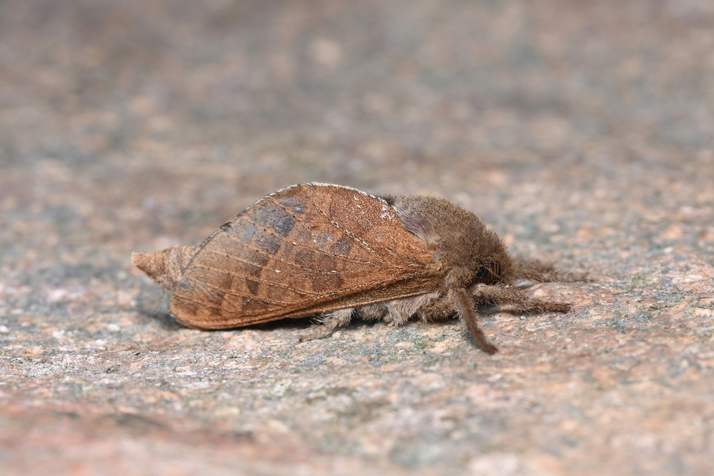 Napialus