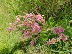 Pseudarthria hookeri