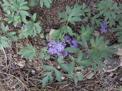 Hydrophyllum alpestre