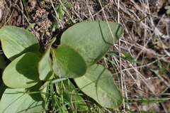 Micranthes integrifolia