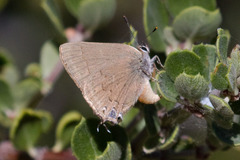 Satyrium auretorum