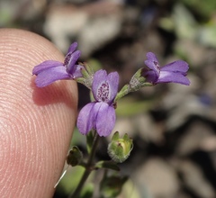 Collinsia parryi