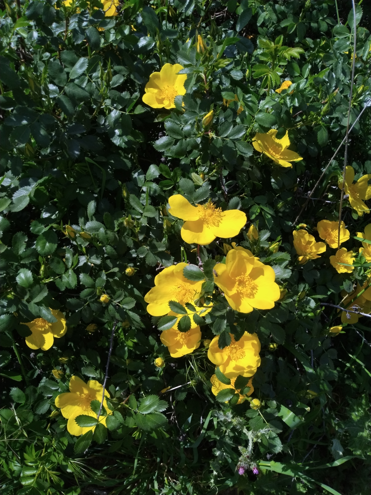 Imagem de Rosa-amarela