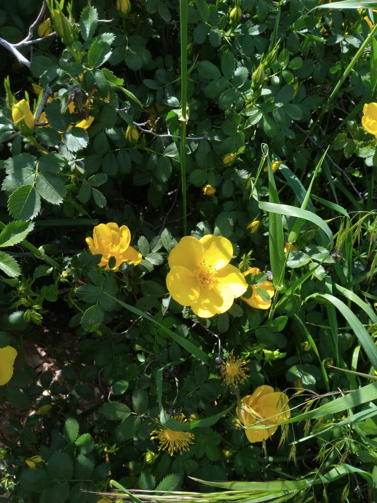 Imagem de Rosa-amarela