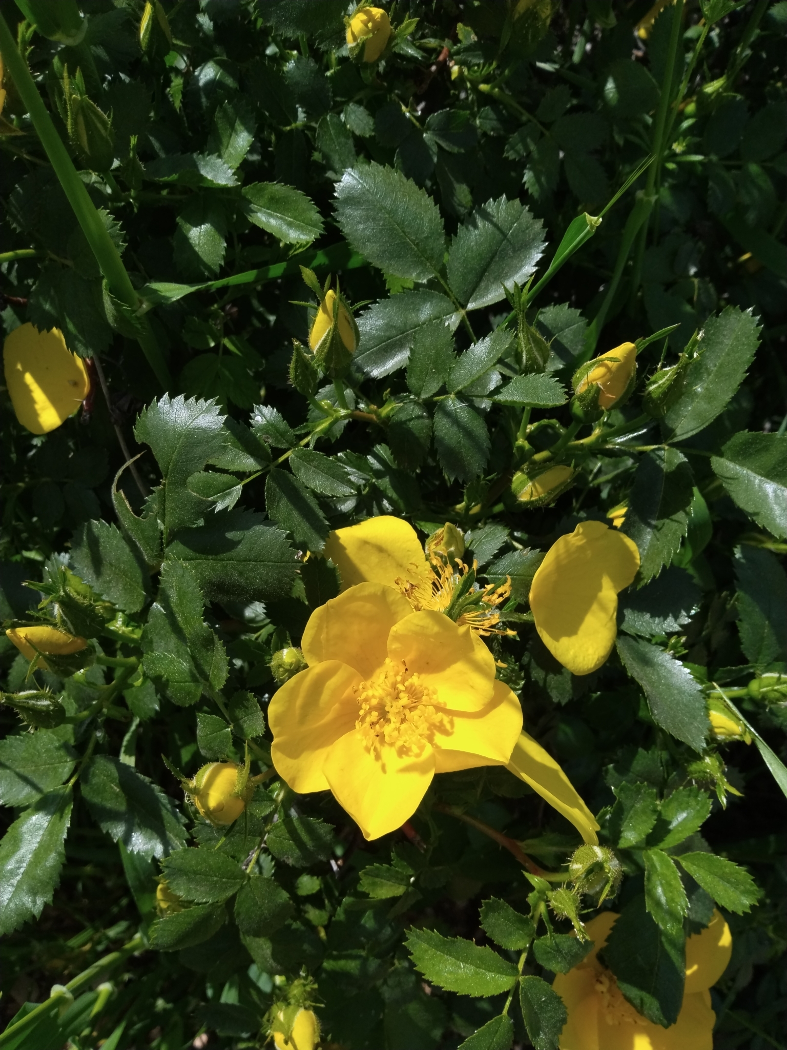 Imagem de Rosa-amarela