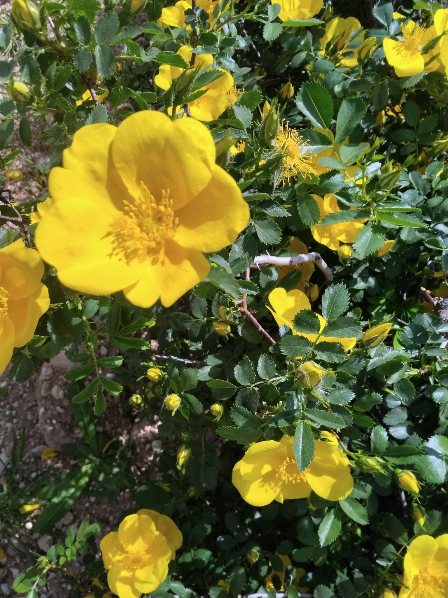 Imagem de Rosa-amarela