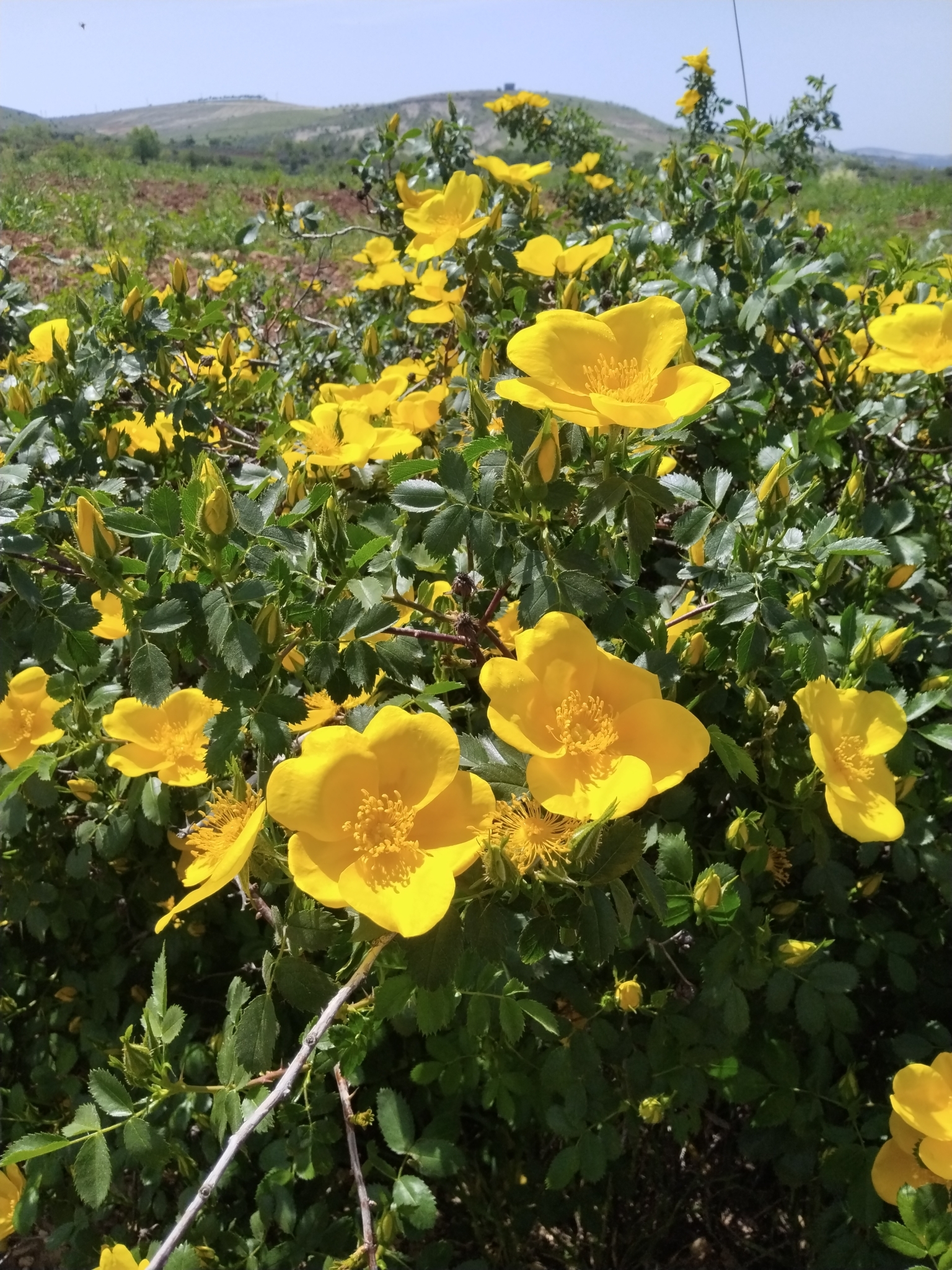 Imagem de Rosa-amarela