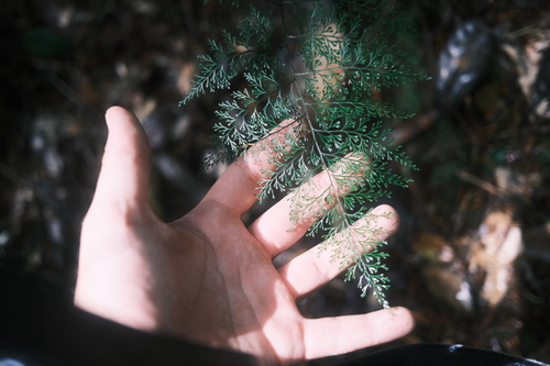 Sphenomeris chinensis iNat (2)