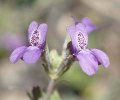 Collinsia parryi