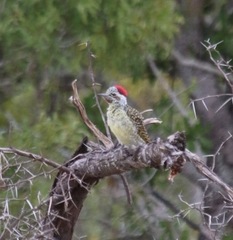 Campethera bennettii