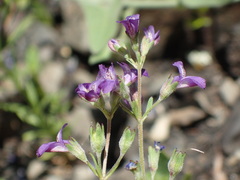 Collinsia parryi