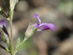 Collinsia parryi