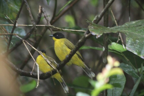 Black-capped Bulbul (Rubigula melanictera), photo 6
