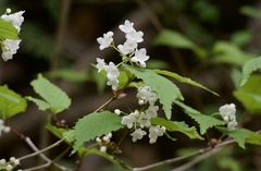 (c) りなべる, some rights reserved (CC BY) Viburnum phlebotrichum, photograph (c) りなべる, some rights reserved (CC BY)