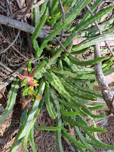 Gonostemon divaricatus (Masson) Haw. 4