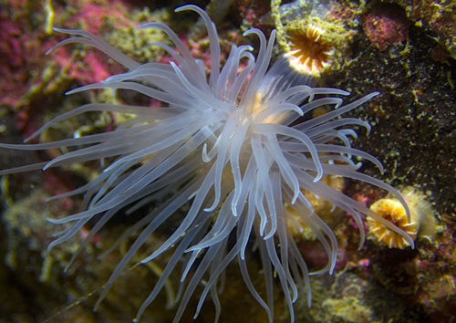 Protanthea simplex