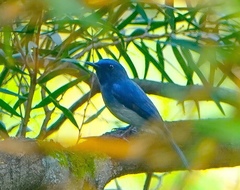 Cyornis hainanus