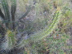 Corryocactus melanotrichus