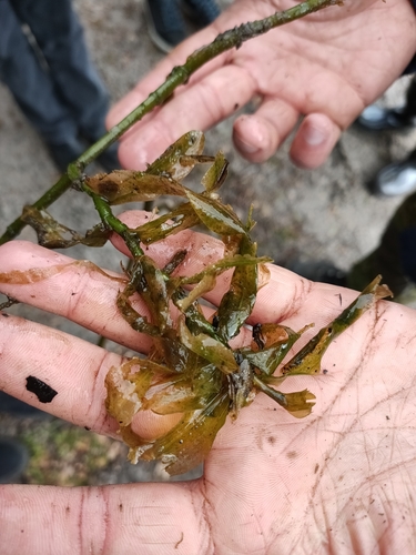 Foto de Pinheirinho-d'água