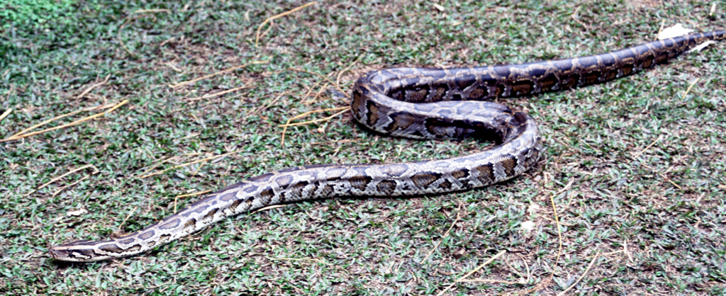 Burmese Python in August 1997 by Ernst Hüttinger · iNaturalist