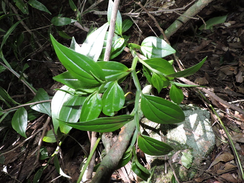 Peperomia alata