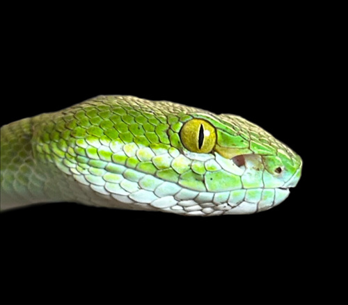 Burmese White-lipped Tree Pitviper