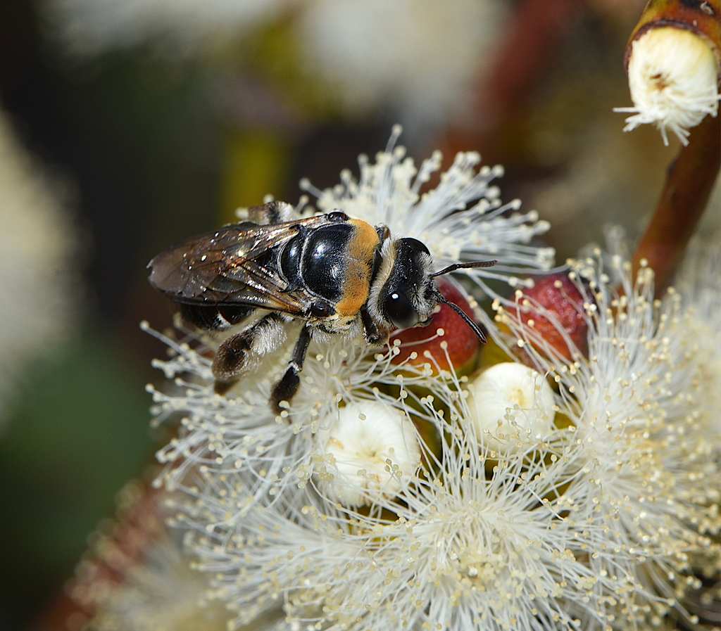 Lamprocolletes