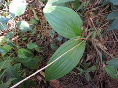 Nerved Malaxis (Liparis nervosa)