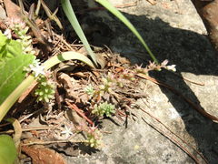 Sedum potosinum