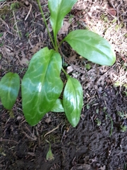 Erythronium revolutum