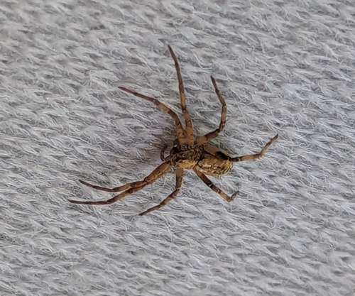 Philodromus aureolus photographed in Hungary
