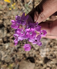 Leptosiphon breviculus