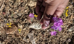 Leptosiphon breviculus