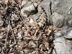 Sedum potosinum