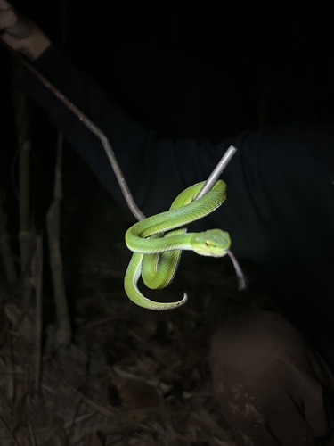 Ayeyarwady Pitviper