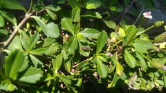 Elasmolomus squalidus