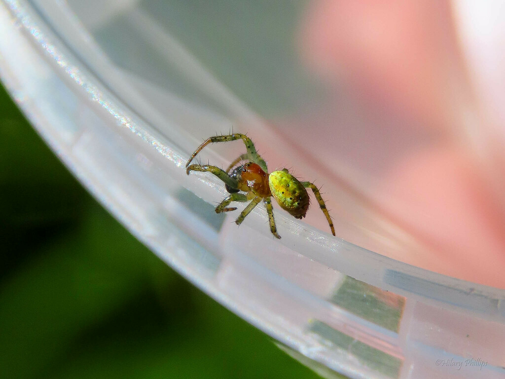 Cucumber Green Spider from BG Bude, UK on April 21, 2024 at 11:05 AM by ...