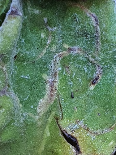 Liriomyza craspediae