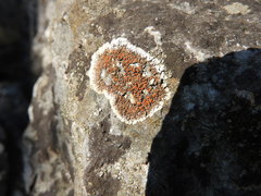 Squamulea galactophylla