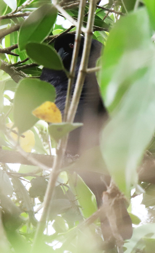 Molothrus oryzivorus image