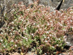 Sedum potosinum