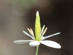 Meconella denticulata