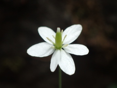 Meconella denticulata