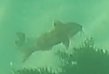 aahuruhuru, ahuruhuru, blåstribet mulle, blue-lined goatfish, blue-spotted goatfish, bluespotted goatfish, bluestriped goatfish, blue-striped mullet, blue-striped red mullet, goatfish, red mullet, 紅似緋鯉, 红似绯鲤, 蓝点似绯鲤, 藍點似緋鯉