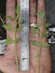 Meconella denticulata