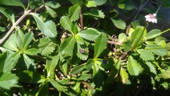 Elasmolomus squalidus