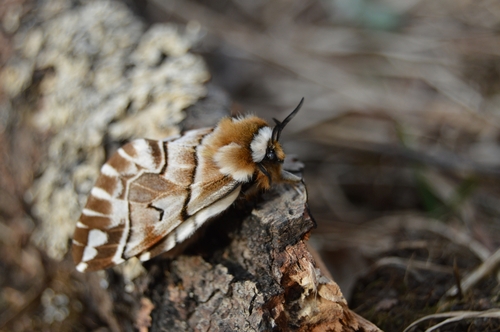 Photo of Kentish Glory (Endromis versicolora)