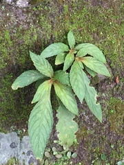 Rhynchotechum discolor